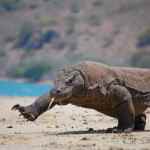 Komodo Dragon Indonesia