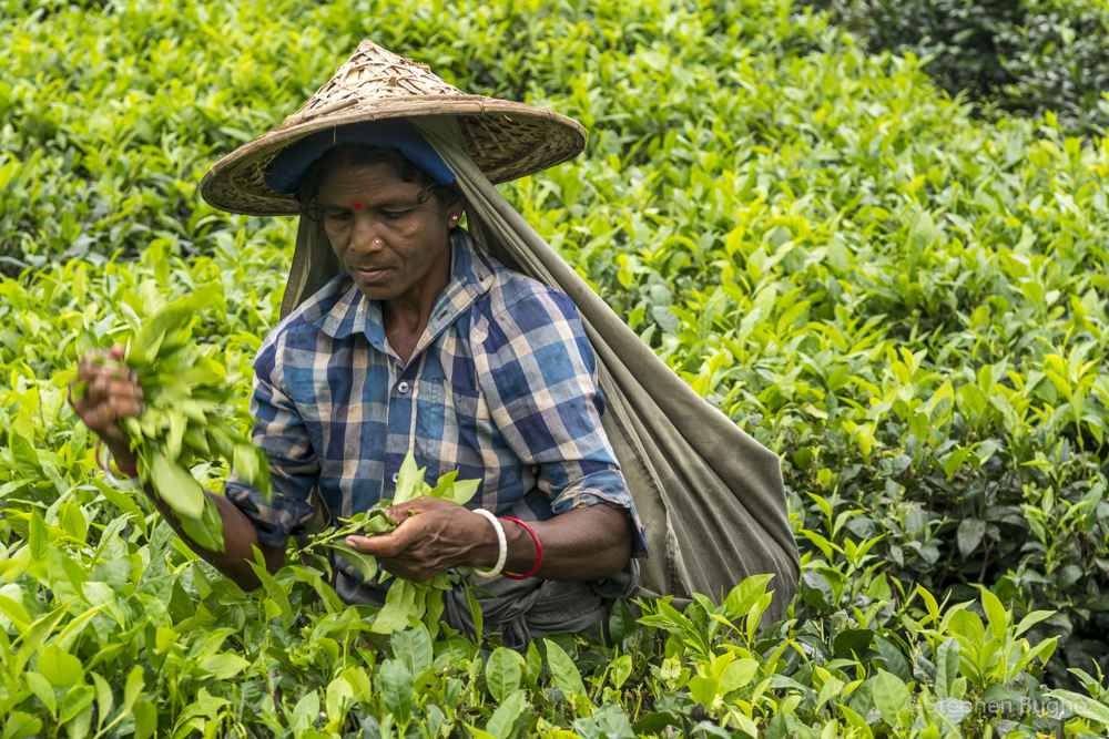 Visiting a Tea Estate in Srimongol, Bagladesh - photo by Stephen Bugno