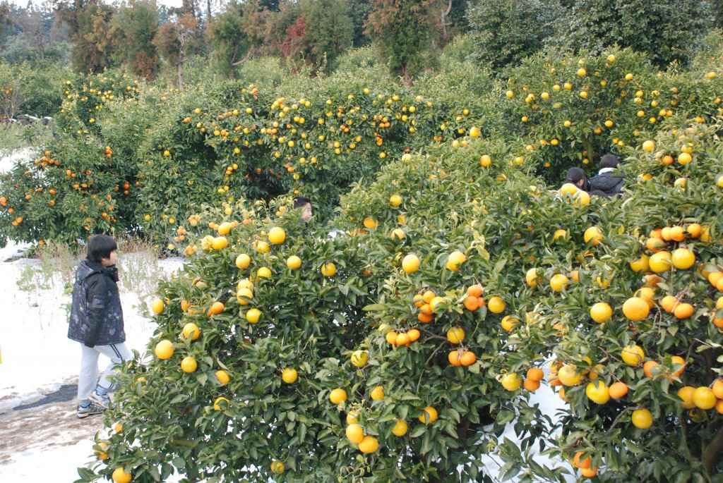citrus farm jeju korea