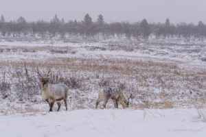Finnish Lapland in Winter