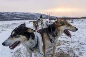 dog mushing norway