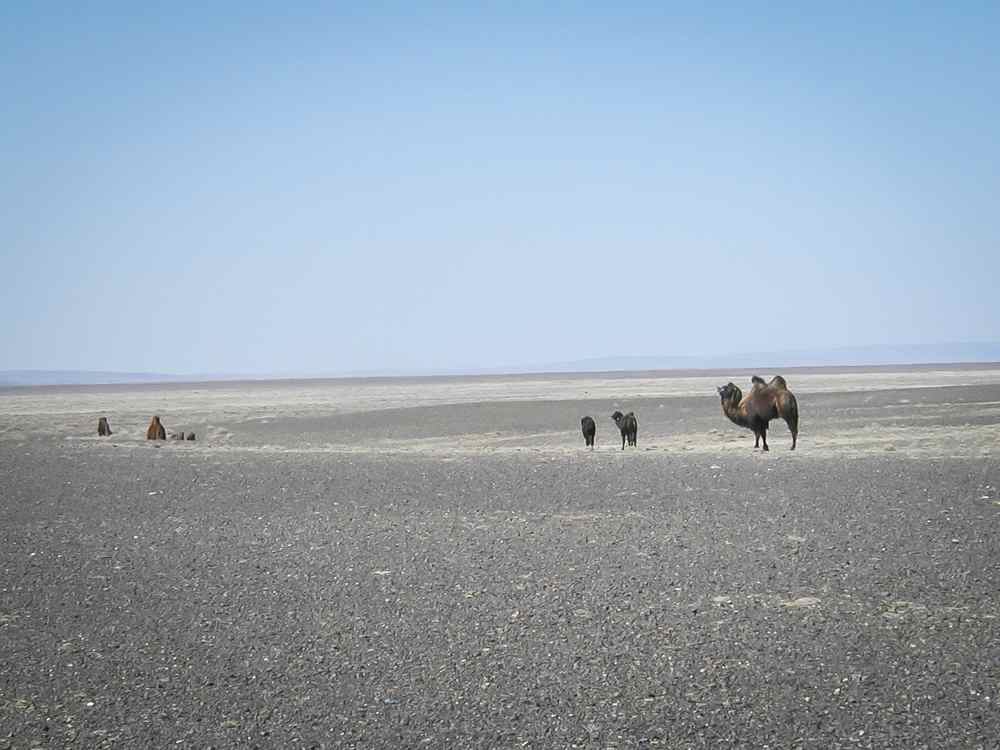 mongolia gobi trip